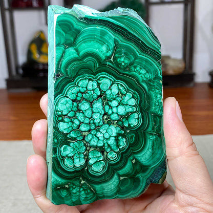 Natural Malachite Slices with Eye of Heaven - Raw Mineral Display Pieces